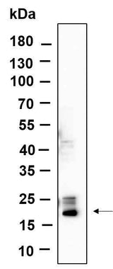 Anti-Human/Mouse/Rat Histone H3 Antibody [B593]