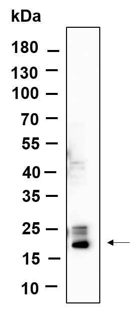 Anti-Human/Mouse/Rat Histone H3 Antibody [B593] - ABMIUM