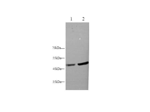 Western blot with MVD Polyclonal antibody at dilution of 1:1000.lane 1:K562 whole cell lysate,lane 2:Hep G2 whole cell lysate