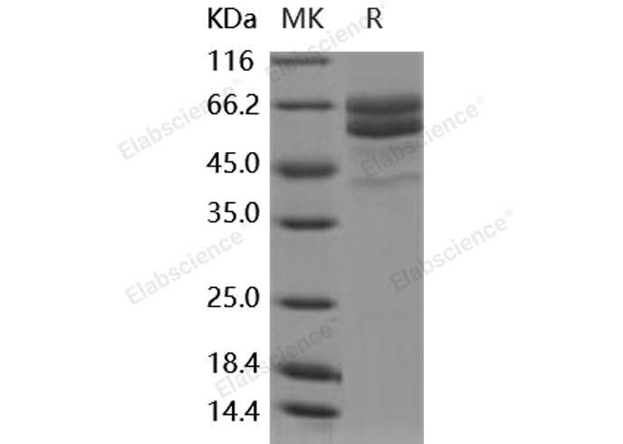 > 85 % as determined by reducing SDS-PAGE.
