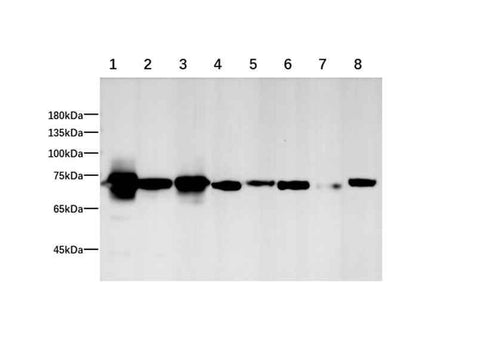 Anti-Human/Mouse/Rat HSPA1A Antibody - ABMIUM