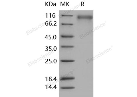 > 95 % as determined by reducing SDS-PAGE.