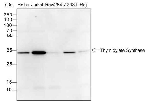 Anti-Human Thymidylate Synthase Antibody [A377] - ABMIUM