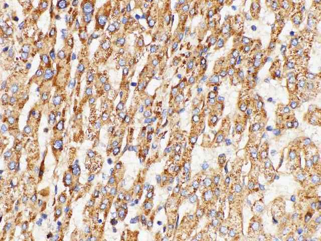 Anti-Human GPNMB Antibody