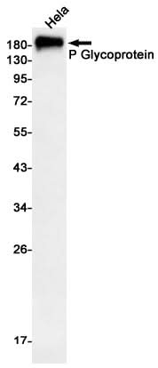 Western blot detection of P Glycoprotein in Hela cell lysates using P Glycoprotein Rabbit mAb(1:1000 diluted).Predicted band size:142kDa.Observed band size:130-180kDa.