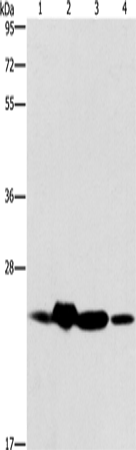 Anti-Human/Mouse THOC7 Antibody - ABMIUM