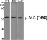 Western Blot analysis of various cells with Phospho-Akt1 (Thr450) Polyclonal Antibody at dilution of 1:1000