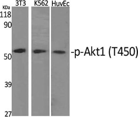 Western Blot analysis of various cells with Phospho-Akt1 (Thr450) Polyclonal Antibody at dilution of 1:1000