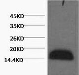 Western Blot analysis of Zebrafish skeletal muscle using Histone H3 Monoclonal Antibody at dilution of 1:2000.
