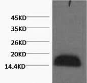 Western Blot analysis of Zebrafish skeletal muscle using Histone H3 Monoclonal Antibody at dilution of 1:2000.