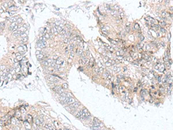 Anti-Human IQCD Antibody