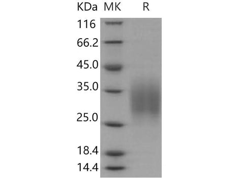 > 95 % as determined by reducing SDS-PAGE.