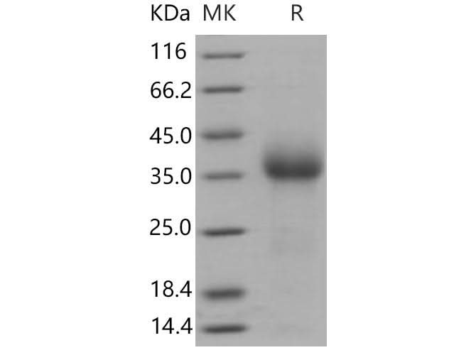 > 96 % as determined by reducing SDS-PAGE.