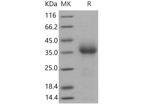 > 96 % as determined by reducing SDS-PAGE.