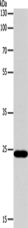 Anti-Human BCL2 Antibody - ABMIUM