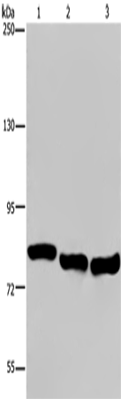 Anti-Human/Mouse/Rat GAB2 Antibody - ABMIUM