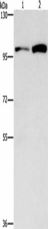 Anti-Human/Mouse/Rat CDC27 Antibody - ABMIUM