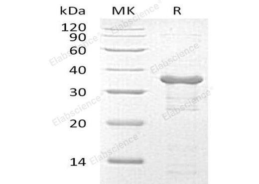 > 90 % as determined by reducing SDS-PAGE.