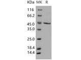 > 90 % as determined by reducing SDS-PAGE.