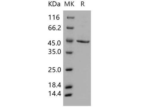 > 90 % as determined by reducing SDS-PAGE.
