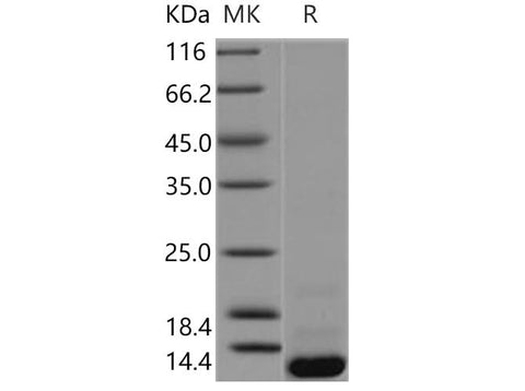 > 90 % as determined by reducing SDS-PAGE.