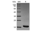 > 95 % as determined by reducing SDS-PAGE.