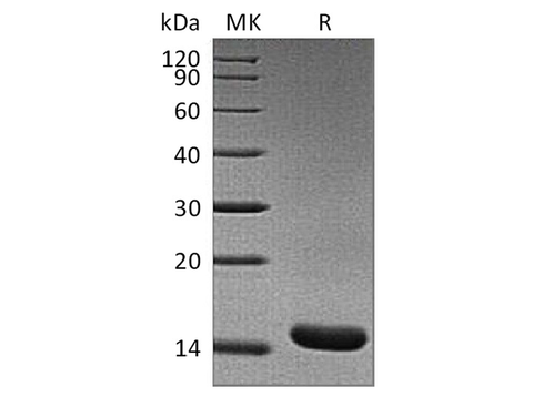 > 95 % as determined by reducing SDS-PAGE.