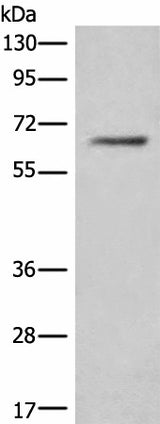 Western blot analysis of Hela cell lysate using CEP57 Polyclonal Antibody at dilution of 1:450