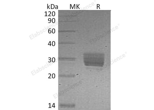 Recombinant Mouse CREG/CREG1 Protein (His Tag) - ABMIUM