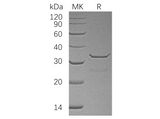 > 95 % as determined by reducing SDS-PAGE.