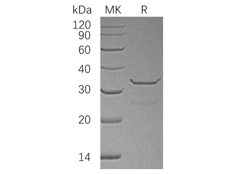 > 95 % as determined by reducing SDS-PAGE.