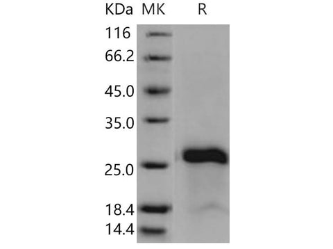 > 90 % as determined by reducing SDS-PAGE.