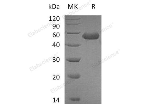 > 98 % as determined by reducing SDS-PAGE.
