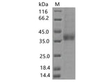 > 85 % as determined by reducing SDS-PAGE.