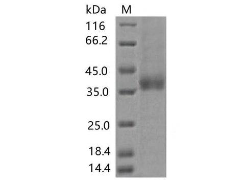 > 85 % as determined by reducing SDS-PAGE.