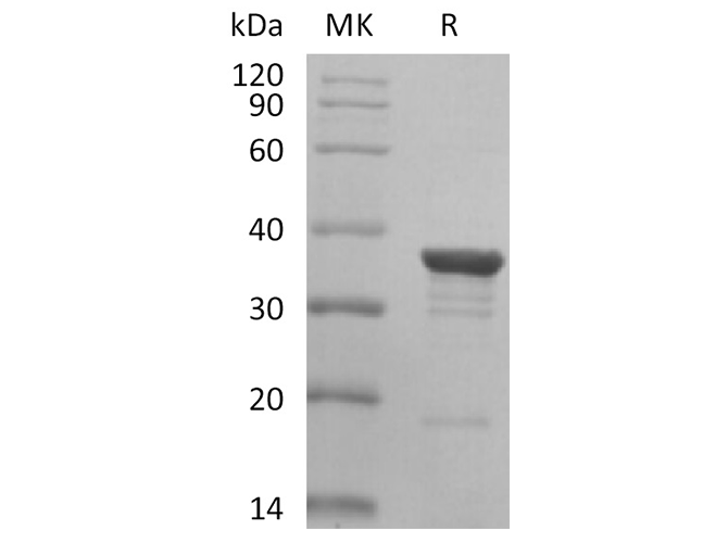 > 90 % as determined by reducing SDS-PAGE.