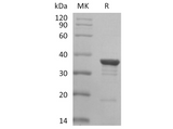 > 90 % as determined by reducing SDS-PAGE.