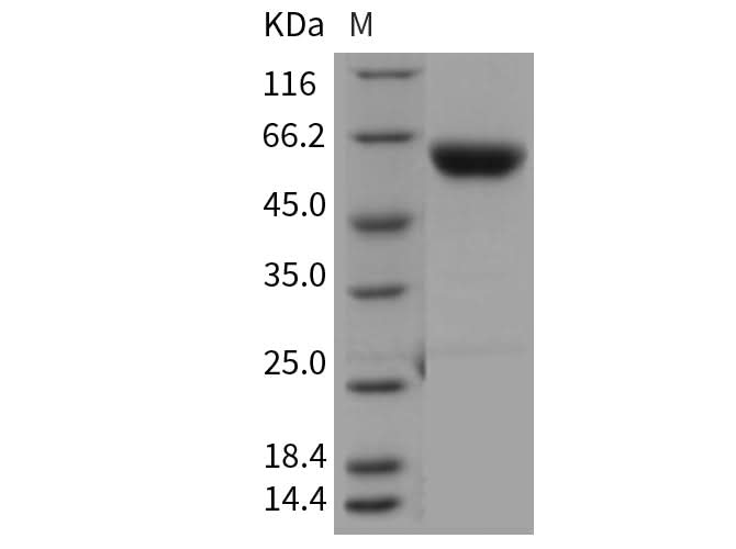 > 97 % as determined by reducing SDS-PAGE.