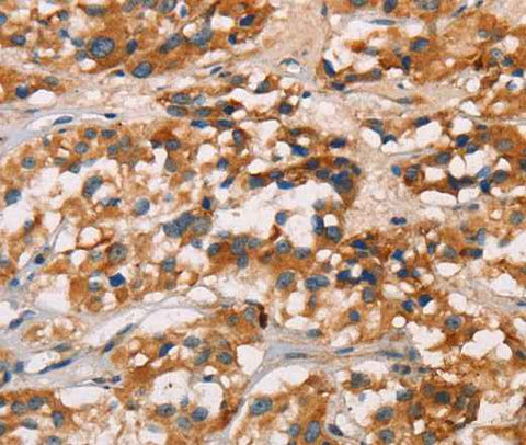Anti-Human CD80 Antibody