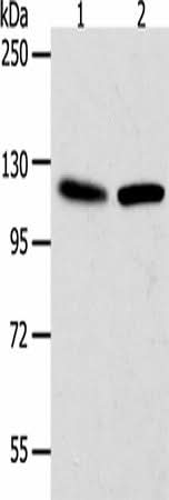 Western blot analysis of Hela cells NIH/3T3 cells using WDR6 Polyclonal Antibody at dilution of 1:1000