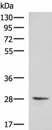 Western blot analysis of 293T cell lysate using VEGFA Polyclonal Antibody at dilution of 1:1450