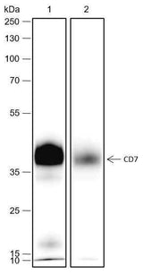 Anti-Human CD7 Antibody [A468]