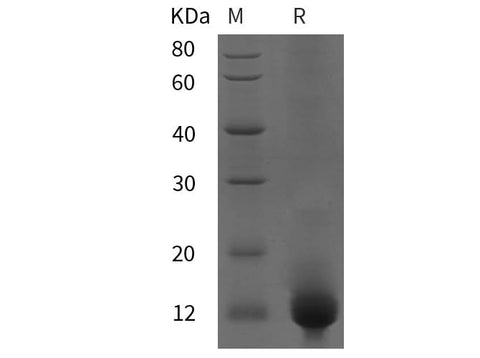 SDS-PAGE analysis of Human CXCR5 proteins, 2 μg/lane of Recombinant Human CXCR5 proteins was resolved with SDS-PAGE under reducing conditions, showing bands at 12 kDa.