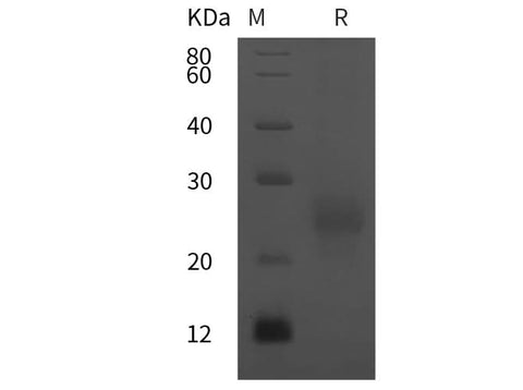 SDS-PAGE analysis of HumanFSHa/CGA proteins, 2 μg/lane of Recombinant HumanFSHa/CGA proteins was resolved with SDS-PAGE under reducing conditions, showing bands at 25 kDa.