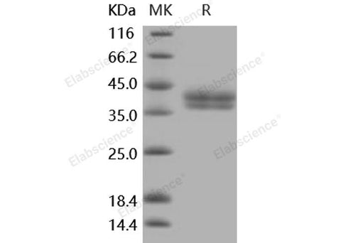 > 95 % as determined by reducing SDS-PAGE.