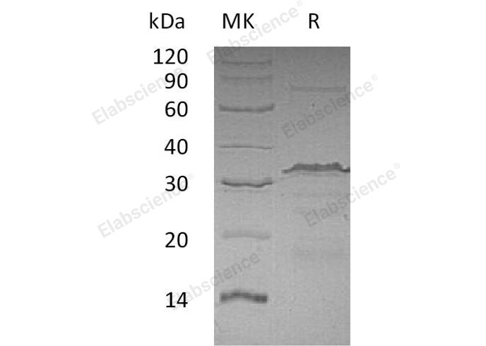 > 95 % as determined by reducing SDS-PAGE.