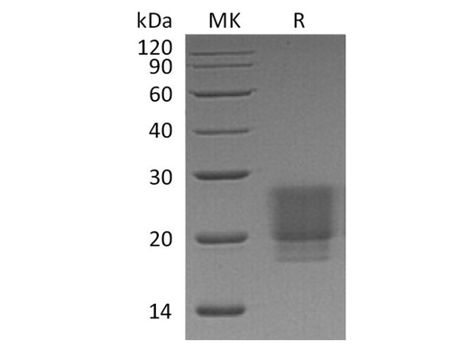 > 95 % as determined by reducing SDS-PAGE.