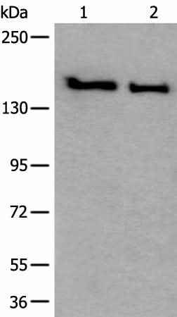 Anti-Human/Mouse/Rat SMC1A Antibody