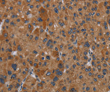Anti-Human/Mouse OMG Antibody - ABMIUM