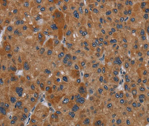Anti-Human/Mouse OMG Antibody - ABMIUM